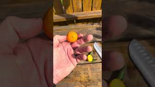 Kumquat Hybrids Taste Test [upl. by Collum]