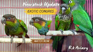 NEW STOCK IN EXOTIC CONURE PARAKEETS  CRIMSON BELLIED CONURE  BLUE THROATED CONURE  BLACK CAP [upl. by Liban106]