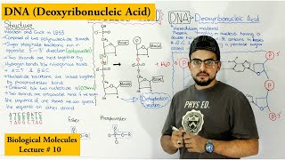 DNA Structure and functions  A type of Nucleic Acid [upl. by Dhumma732]