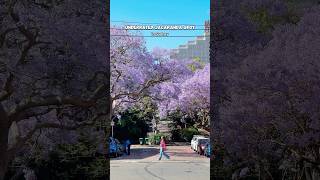 Underrated Jacaranda Spot in Sydney jacaranda sydney sydneytravel travelvlog visitnsw [upl. by Bernardo]