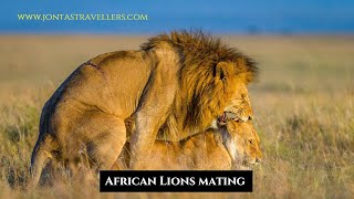 Lions mating at the Nairobi National Park  Rare wildlife footage [upl. by Joni]