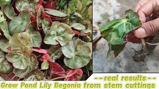 How to grow pond lily begonia from stem cuttings  begonia beefsteak propagation from stem cuttings [upl. by Ahsaret]