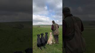 Steadiness and Marking training with the tennis ball launcher gundogtraining dogtraining [upl. by Yenreit]