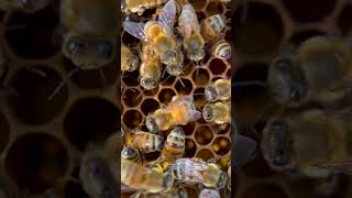 Danza de las abejas  APICULTURA [upl. by Savanna]