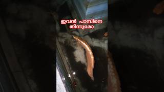 അരോവാനയും പാമ്പും🐍🐠 Snake found inside the fish tank urbansnakelife sarpa snakerescue [upl. by Silyhp]