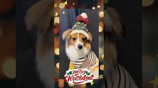 【かぎ針編み】お犬様用クリスマスな帽子 shorts かぎ針編み 編み物初心者 編み物 犬 crochet dog knitting [upl. by Carolann]