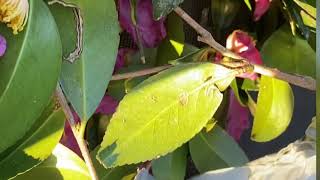 How I use this plant One of the beneficial plant you should be growing in your yard [upl. by Airat621]