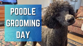 Poodle Grooming Day [upl. by Pascasia]