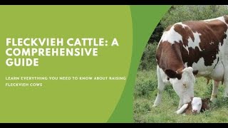 Fleckvieh Cattle A Comprehensive Guide for Farmers [upl. by Nanyt934]