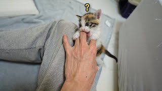 The Baby Kitten Keeps Biting My Hands [upl. by Ji228]