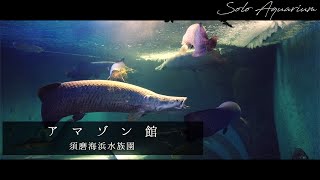 アマゾン館【須磨海浜水族園】 [upl. by Cheney553]