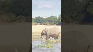 Glory be to the greatness of the Creator Elephants have a special aggressionviralvideo elephant [upl. by Wilt723]