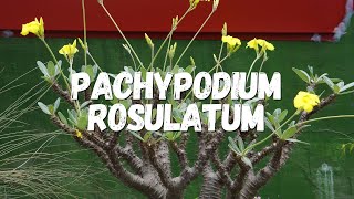 Pachypodium Rosulatum Um Guia Desta Planta [upl. by Niltac]