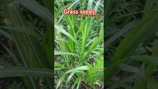 Nepiyar seedsnepiyar farmingfarming agriculture sugarcane 5ggrass seeds अमेरिकन5g [upl. by Juan218]