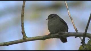 Zaunkönig  Troglodyte mignon  Wren [upl. by Conger]