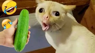 😹😂 Funniest Cats and Dogs Videos 🤣🐱 New Funny Animals 2024  12 [upl. by Ellekim]