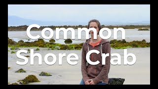 60 Second Seashore Ep 2  Common Shore Crab [upl. by Attenwahs]