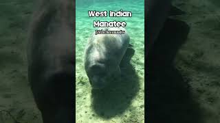 West Indian Manatee Trichechus manatus [upl. by Antoinetta633]