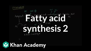 Fatty Acid Synthesis  Part II [upl. by Naaitsirhc758]