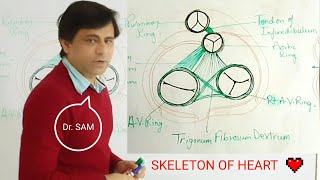 Fibrous Skeleton of Heart  Dr SAM [upl. by Onfre]