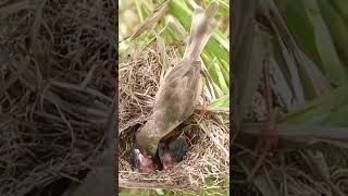 Babies Grown Bird Eating Food EP320 Babybird feeding babybird shorts birds birdslover finc [upl. by Lashondra]