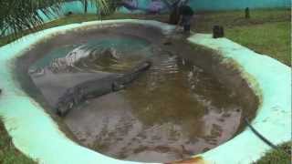 How captivity killed Lolong [upl. by Tresa]