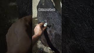 Treatment of blot tympany in calf punjabi song veterinary animals farming animalsdoctor short [upl. by Neibart]