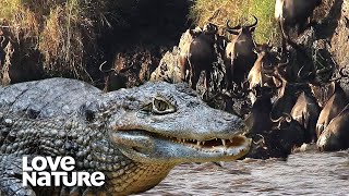 Crocs Viciously Drown Wildebeest in Epic Moment  Love Nature [upl. by Benjie868]