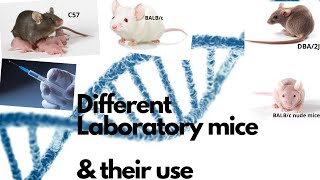 Most popular laboratory mice in the Scientific World  with Subtitle [upl. by Suirad]