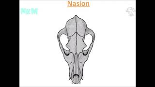 Inion Nasion e Bregma  cinognostica in 3D [upl. by Miranda]