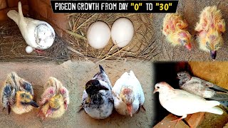 Pigeon 🕊️ 2 Chicks Full Growth Till Flying  Pigeon babies growth in 30 Days  Tafreeh Time [upl. by Sylado680]