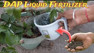 DAP Liquid Fertilizer 🌿 DAP Kya Hai  DAP Fertilizer  Gardening Tips [upl. by Ynaittirb652]