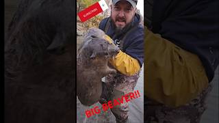 Good first trap check BIG BEAVER beaver beavertrapping [upl. by Ellicec318]