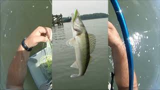 Fly fishing MaasvlakteEuropoort in the Netherlands [upl. by Hijoung952]