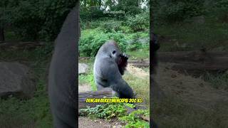 Primata terbesar di Dunia hewan binatang satwa animals gorilla primata [upl. by Notneiuq]