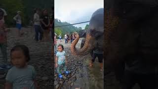 Funny elephant🐘😂😂shorts ashortaday belikeu [upl. by Adil331]