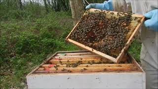 Pose de hausse explications abeilles de la forêt miel de printemps bientôt [upl. by Notak450]