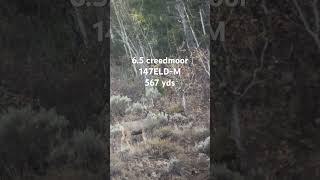 65 creedmoor vs mule deer [upl. by Queen38]