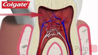 Your Teeth Explained by Colgate [upl. by Kenney]