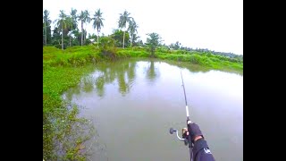 BIG AFRICAN CATFISH AND TILAPIA IN POND FISHING  TSURINOYA TOPWATER LURE [upl. by Eninej]