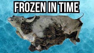 8 Prehistoric Animals That Have Been Found Trapped In Ice [upl. by Nuhsyar]