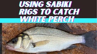 Using Sabiki Rigs To Catch White Perch [upl. by Gualterio]