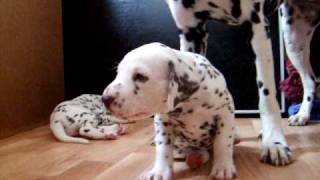 dalmatian puppies 45 weeks [upl. by Irmine]