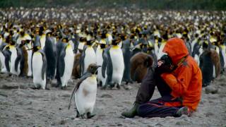 Antarctic Voyage on board mv Plancius English [upl. by Melosa650]