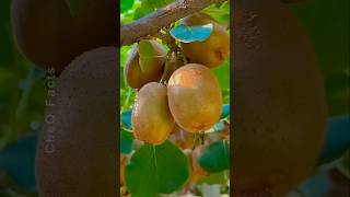 How to Grow Kiwi from Seed at Home plants shorts farming [upl. by Alacim]