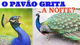 ATUALIZADO 2021 O PAVÃƒO GRITA A NOITE CURIOSIDADES PAVÃƒO CANTO E SOM DE PAVÃƒO [upl. by Nakashima]