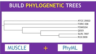 Build Phylogenetic trees with MUSCLE and PhyML [upl. by Tharp]