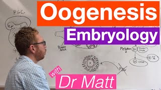 Oogenesis  Embryology [upl. by Nnaeerb822]