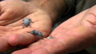 Blue Death Feigning Beetle  Cincinnati Zoo [upl. by Elleret]