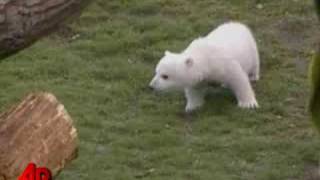 Polar Bear Knuts Keeper Found Dead [upl. by Naujtna658]